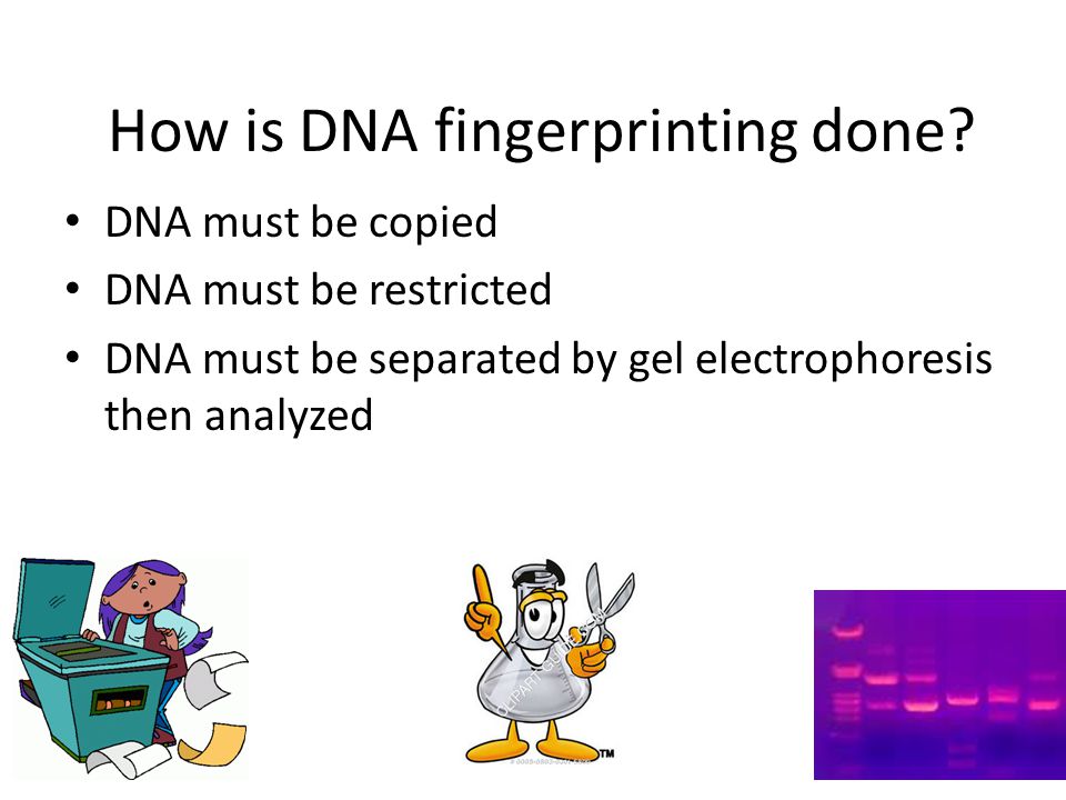 How is DNA fingerprinting done.
