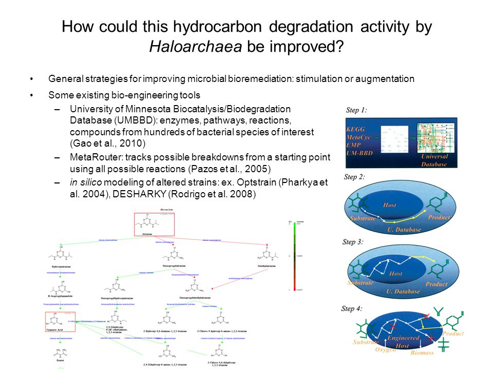 How could this hydrocarbon degradation activity by Haloarchaea be improved.