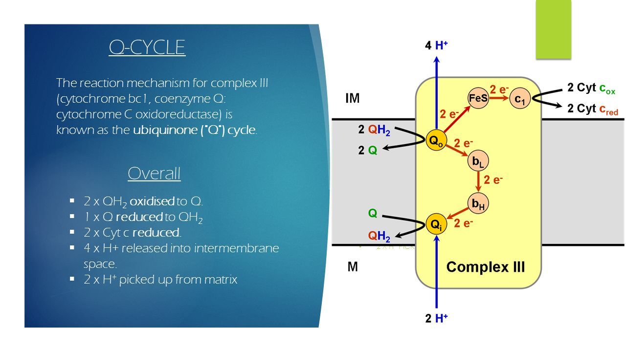 Q-CYCLE The reaction mechanism for complex III (cytochrome bc1, coenzyme Q: cytochrome C oxidoreductase) is known as the ubiquinone ( Q ) cycle.