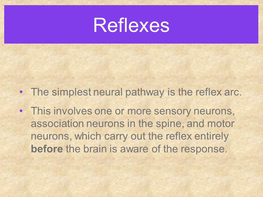 Reflexes The simplest neural pathway is the reflex arc.