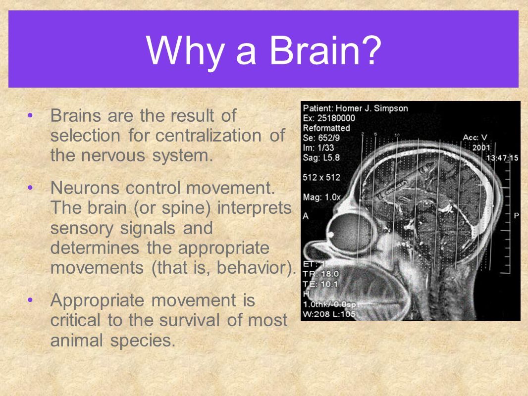 Why a Brain. Brains are the result of selection for centralization of the nervous system.