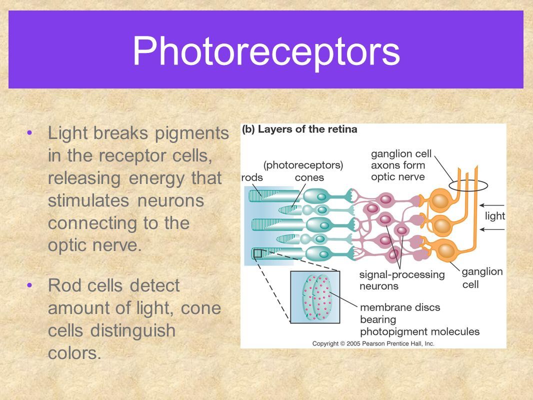Photoreceptors Light breaks pigments in the receptor cells, releasing energy that stimulates neurons connecting to the optic nerve.