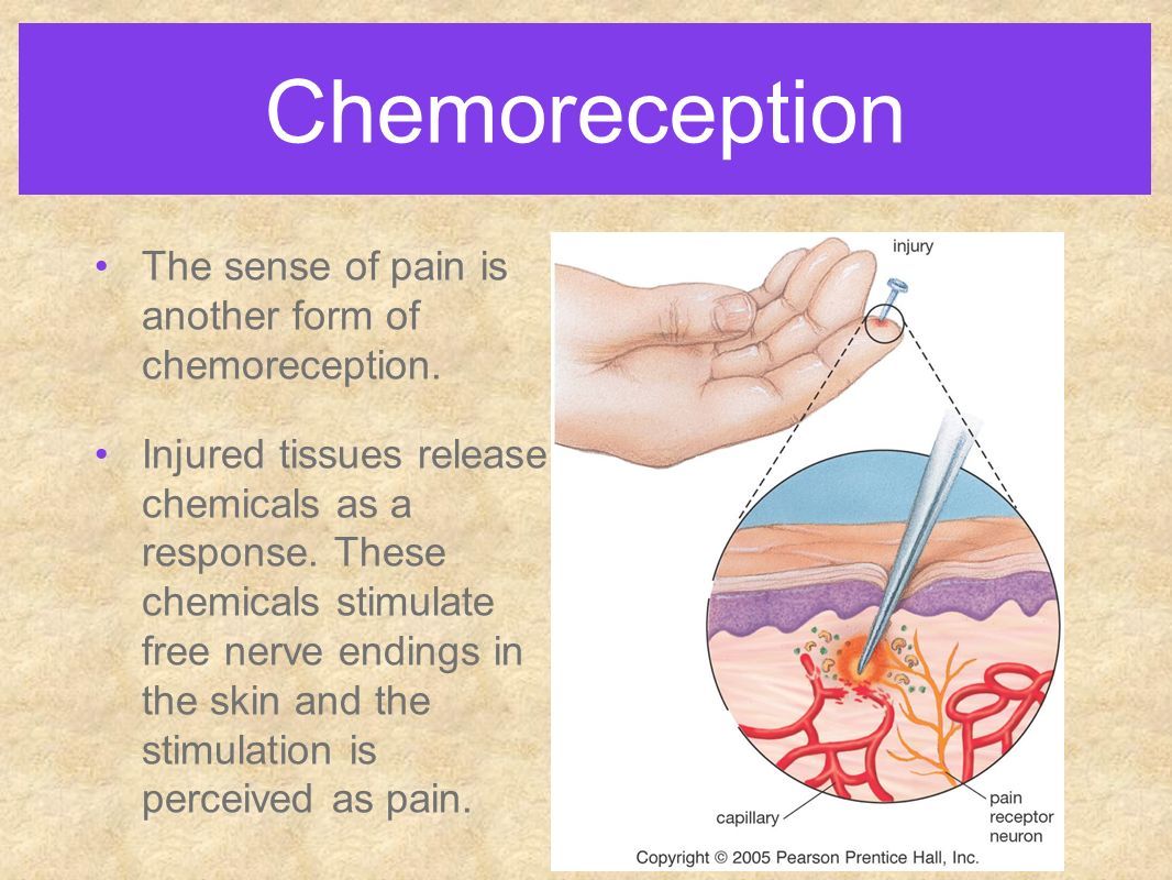 Chemoreception The sense of pain is another form of chemoreception.